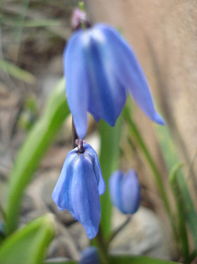 Scilla siberica (2011, March 26) - SCILLA Siberica_Siberian Squill