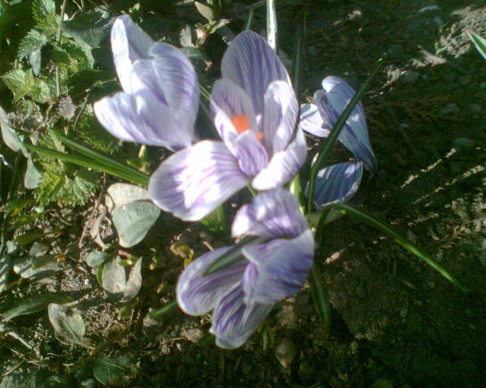 Picture 004 - Crocus-brandusa