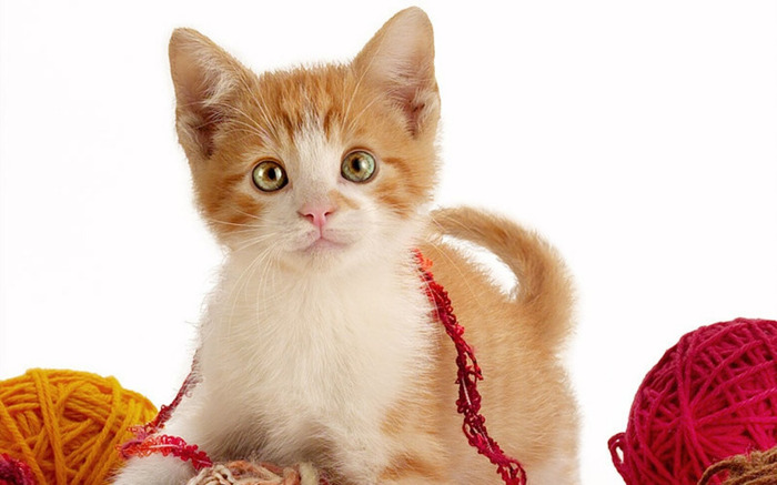 playful_kitten-1280x800 - poze animale dragute