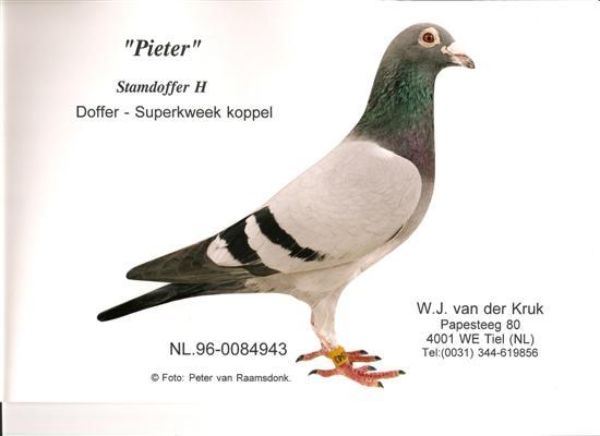 NL96-0084943%20Pieter(stamdoffer%20H-%20Doffer%20Superkweekkoppel)%20(Custom)[1] - filippo roncela