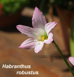 Habranthus_robustus - 00 bulbi din Italia