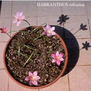 Habranthus_robustus_2 - 00 bulbi din Italia