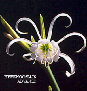 Hymenocallis_ADVANCE - 00 bulbi din Italia