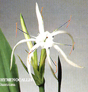 Hymenocallis_harrisiana