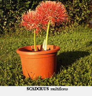 Scadoxus_multiflorus_in_vaso - 00 bulbi din Italia