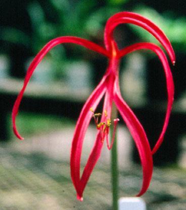 Sprekelia_formossima-NOT_Kevin-Preuss