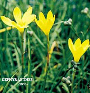 Zephyranthes_citrina