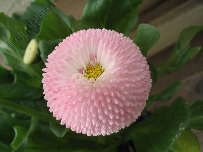 Bellis_Paralute 1