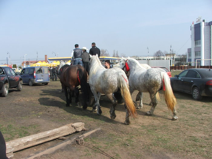 DSCF7169 - Expozitie Cai Sibiu 2011