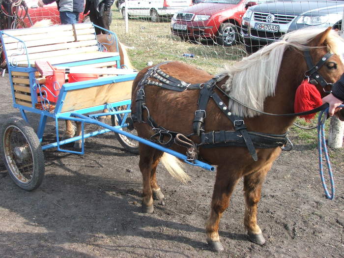 DSCF7170 - Expozitie Cai Sibiu 2011