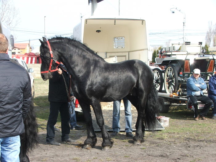 DSCF7176 - Expozitie Cai Sibiu 2011