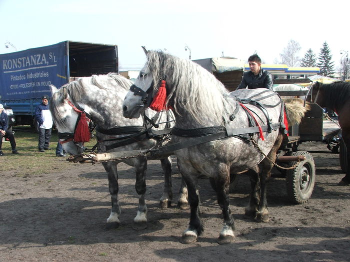 DSCF7177 - Expozitie Cai Sibiu 2011