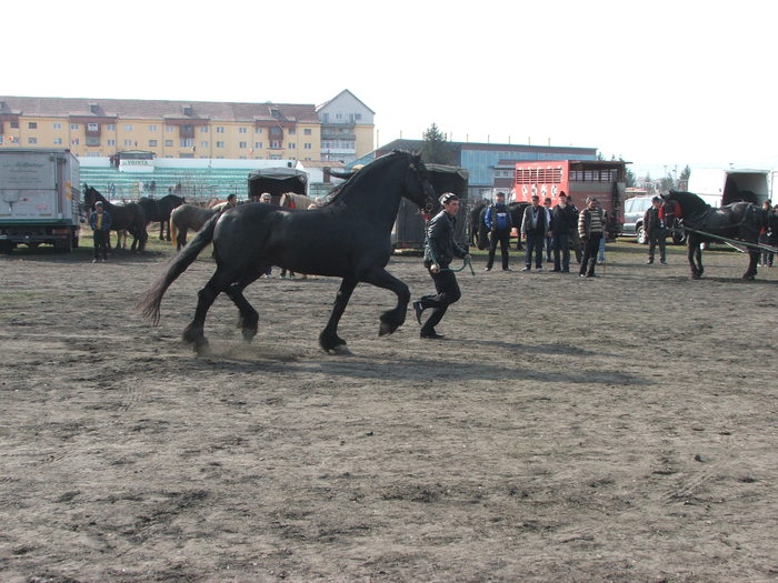 DSCF7184 - Expozitie Cai Sibiu 2011