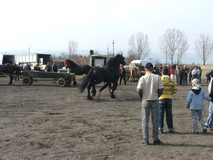 DSCF7185 - Expozitie Cai Sibiu 2011