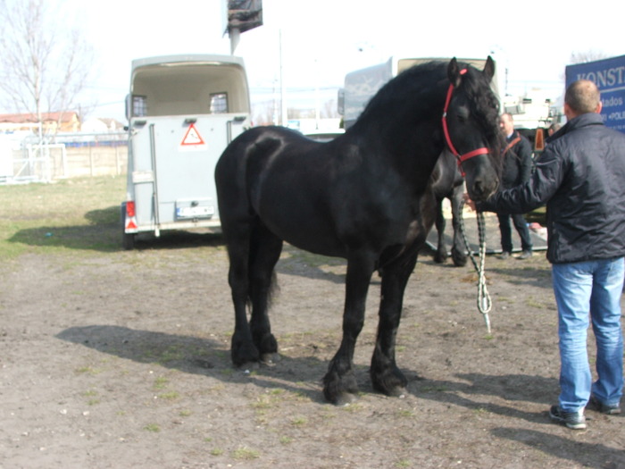 DSCF7186 - Expozitie Cai Sibiu 2011