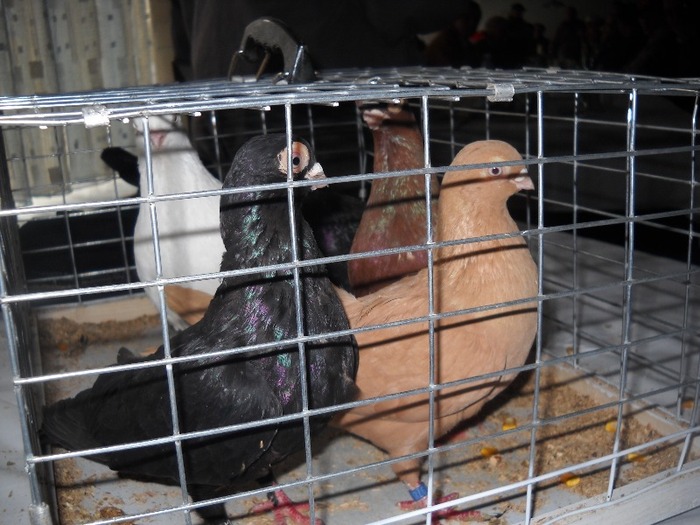 materialul biologic(cobaii)