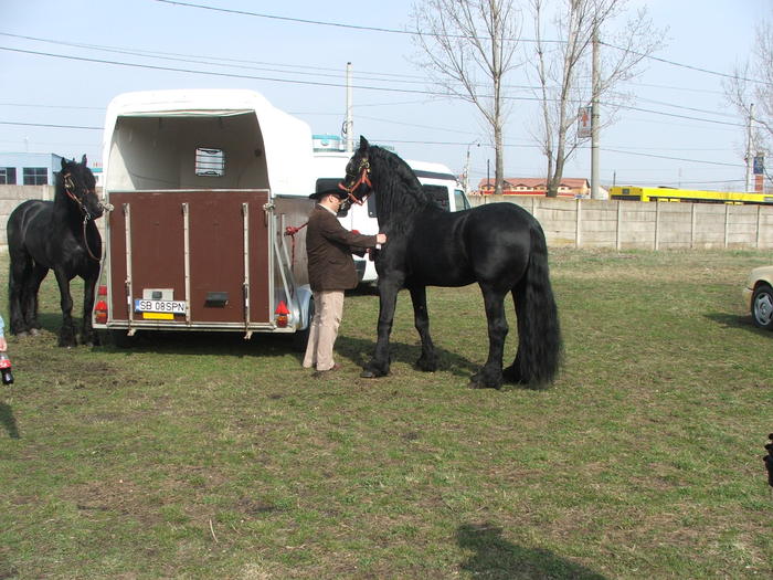 DSCF7217 - Expozitie Cai Sibiu 2011