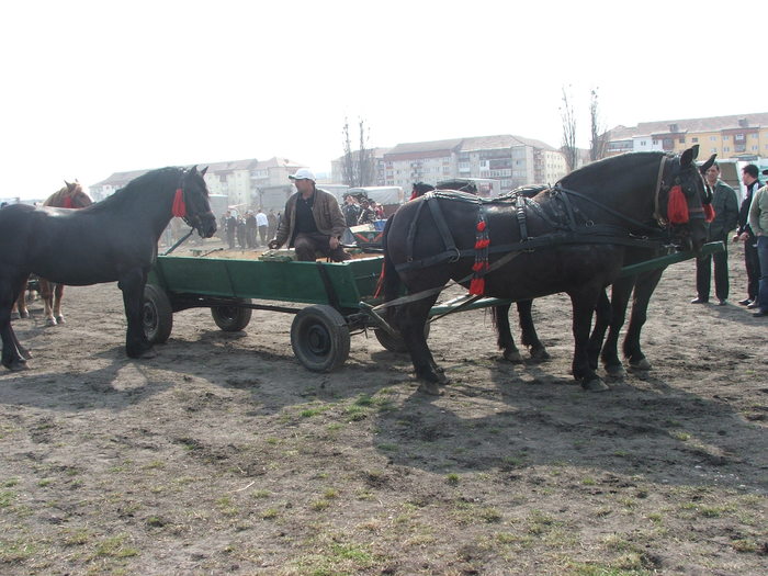 DSCF7225 - Expozitie Cai Sibiu 2011
