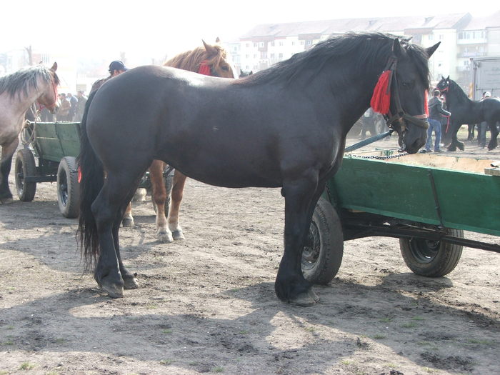 DSCF7226 - Expozitie Cai Sibiu 2011
