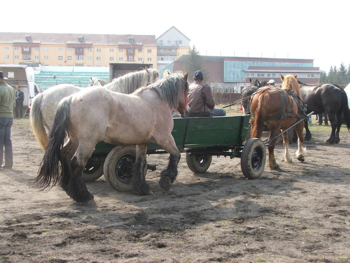 DSCF7229 - Expozitie Cai Sibiu 2011