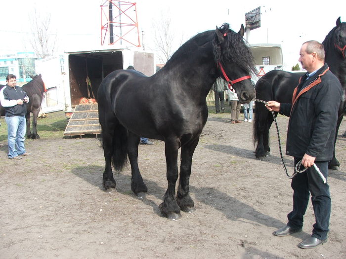 DSCF7234 - Expozitie Cai Sibiu 2011