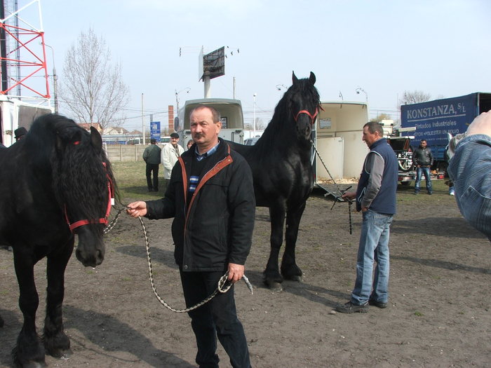 DSCF7235 - Expozitie Cai Sibiu 2011