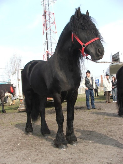 DSCF7236 - Expozitie Cai Sibiu 2011