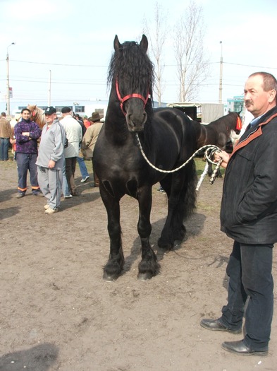 DSCF7238 - Expozitie Cai Sibiu 2011