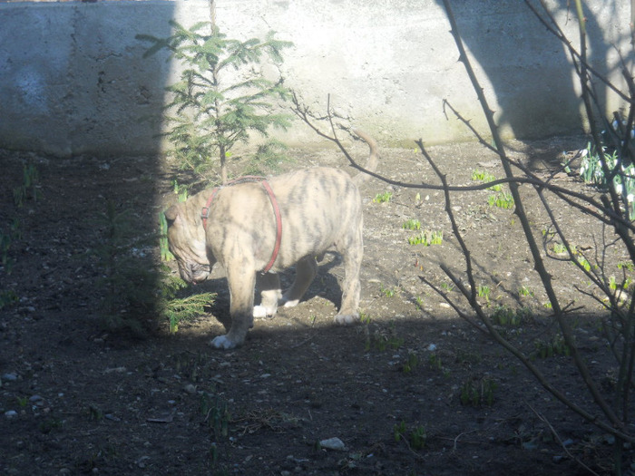 10.03.2011 - Tiger pitbull