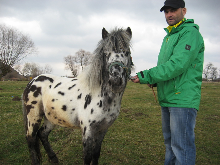 ORLANDO APPALOOSA - VANZARI PONEI