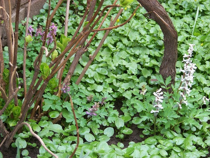 100_1351 - Semnele primaverii