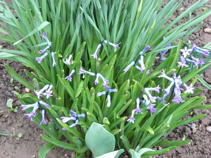 100_1360 - Semnele primaverii