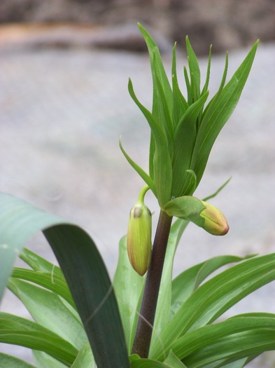 100_1362 - Semnele primaverii