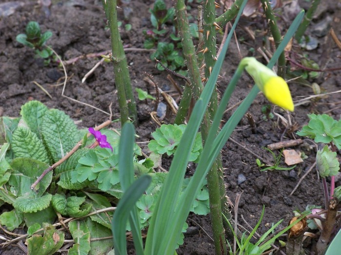 100_1364 - Semnele primaverii