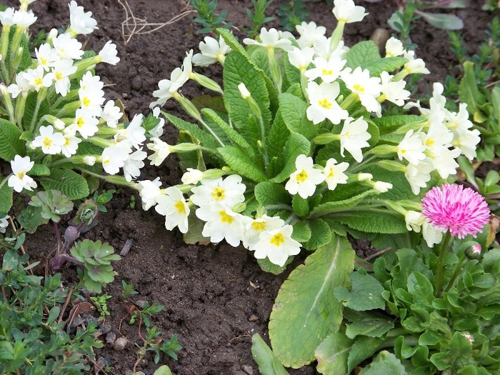 100_1368 - Semnele primaverii