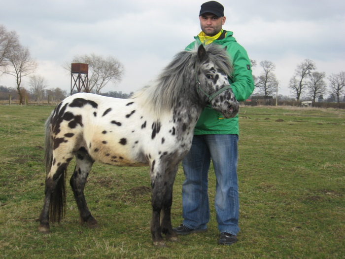 ORLANDO APPALOOSA - VANZARI PONEI