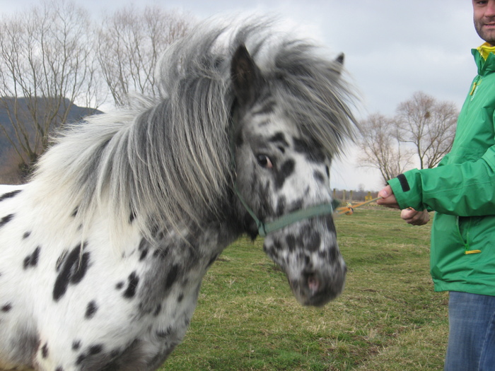 ORLANDO APPALOOSA - VANZARI PONEI