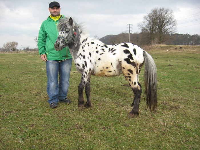 ORLANDO APPALOOSA - VANZARI PONEI