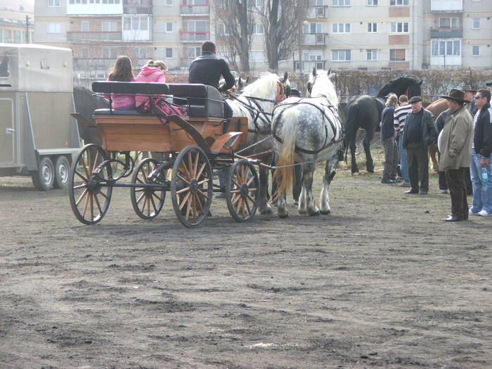 DSCF7262 - Expozitie Cai Sibiu 2011