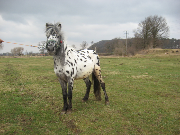 ORLANDO APPALOOSA - VANZARI PONEI