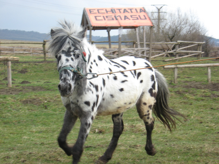 ORLANDO APPALOOSA