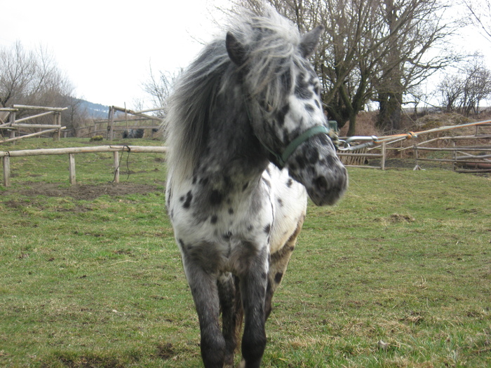 ORLANDO APPALOOSA - VANZARI PONEI