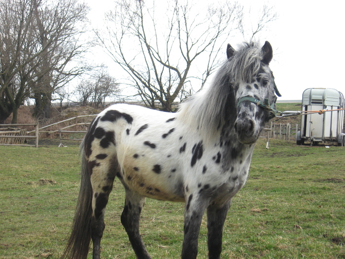 ORLANDO APPALOOSA - VANZARI PONEI