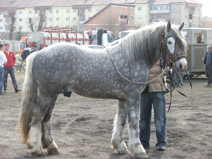 DSCF7265 - Expozitie Cai Sibiu 2011