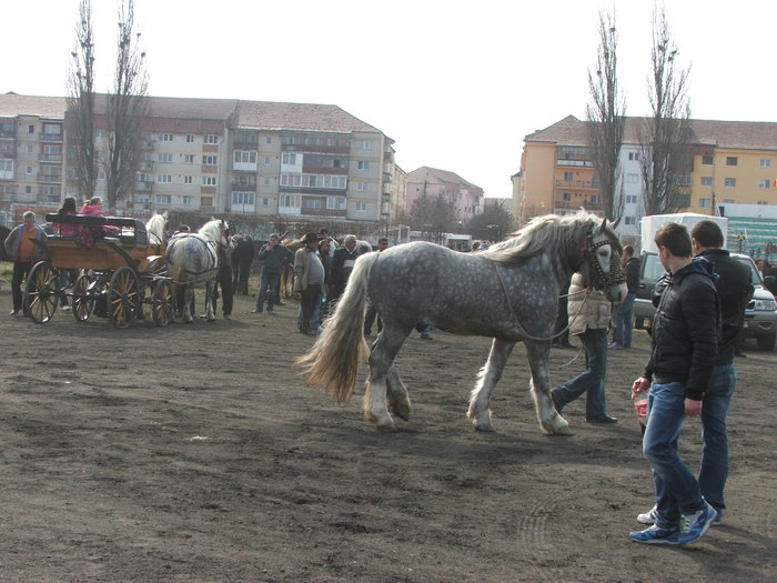 DSCF7270 - Expozitie Cai Sibiu 2011