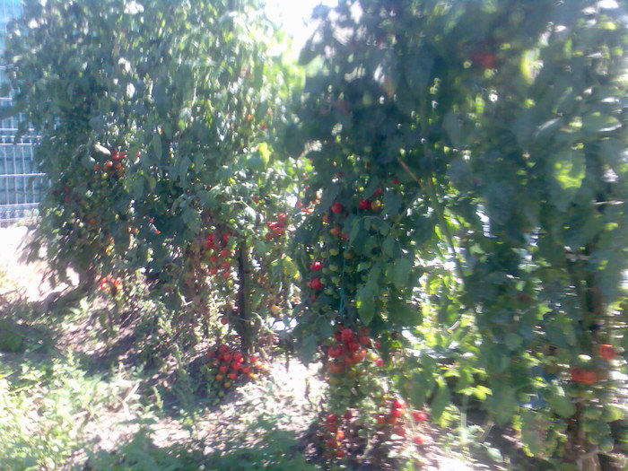 rosii la mine in gradina - TOMATE_Super Sweet