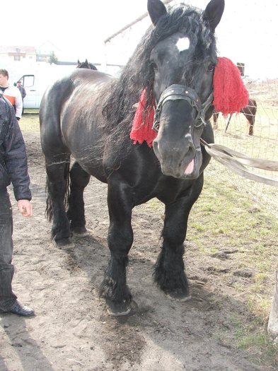 DSCF7290 - Expozitie Cai Sibiu 2011