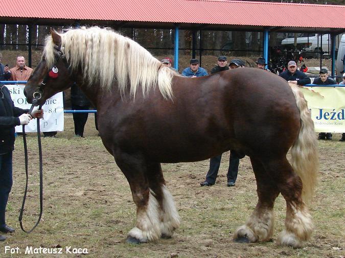 18589890_NZIFKACMT - cei mai frumosi caii