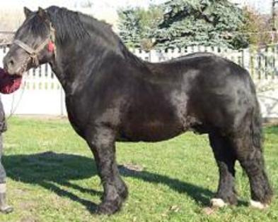 18589896_PMQFUDEEC - cei mai frumosi caii