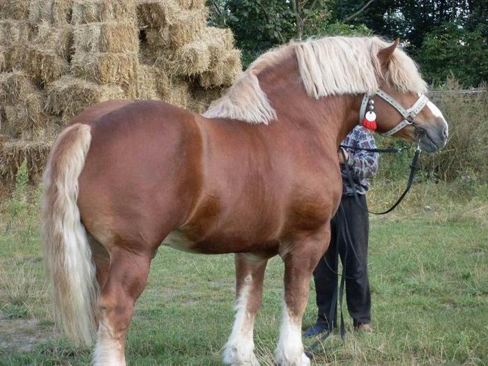 18589902_QOSGCWHJL - cei mai frumosi caii